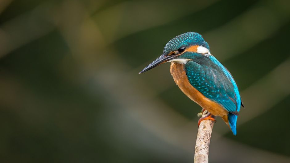 Martim pescador grande, Guia de Fauna. RutaChile.   - ARGENTINA