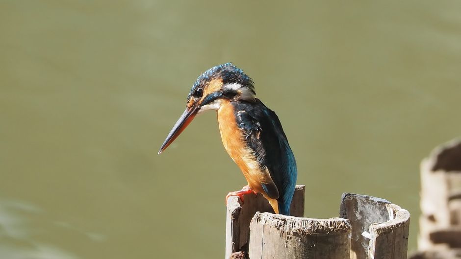 Martim pescador grande, Guia de Fauna. RutaChile.   - 