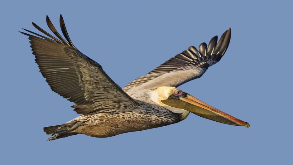 Pelicano Marrom.   - 