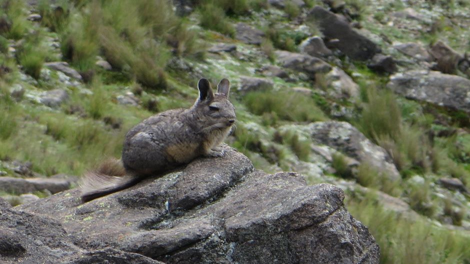 Vizcacha do norte.   - 