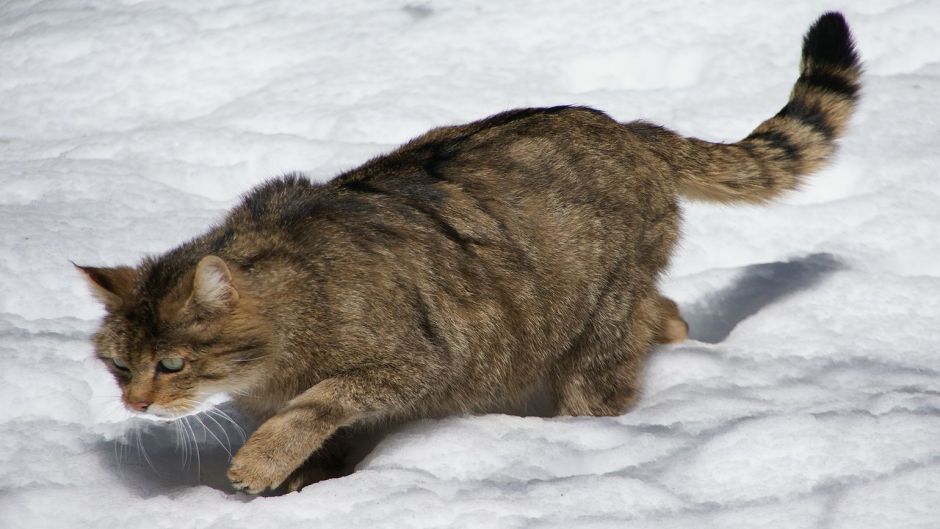 gato selvagem.   - Bulgria