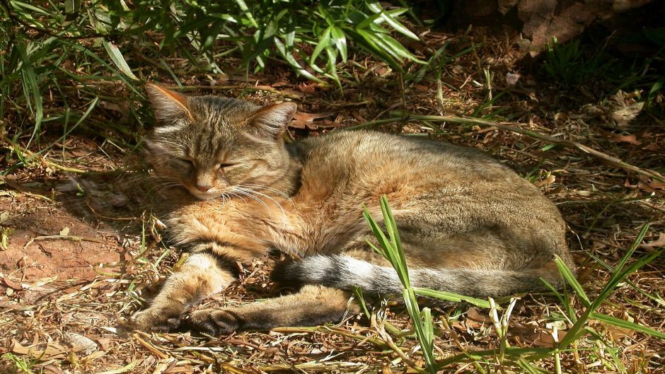 gato selvagem.   - Bulgria