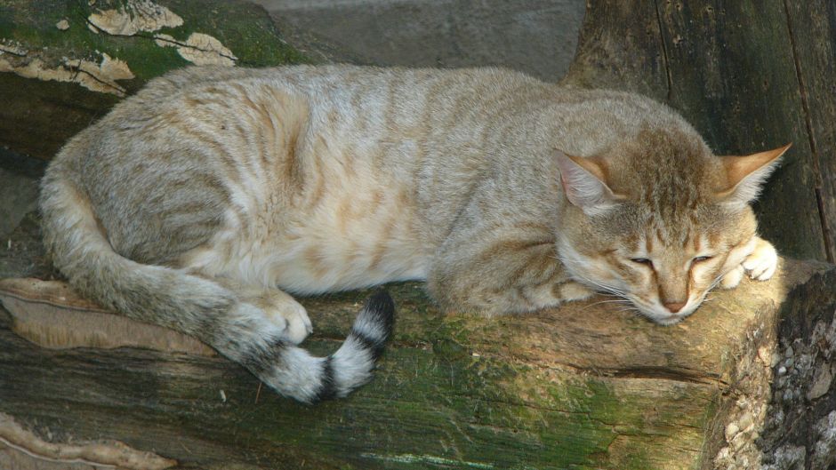 gato selvagem.   - Espanha