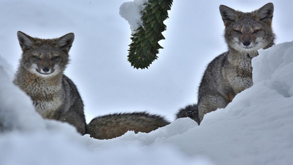 Zorro Chilla, Guia de Fauna. RutaChile.   - Bolvia