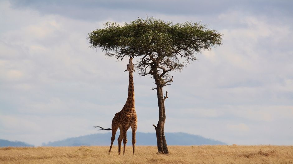Girafa.   - 