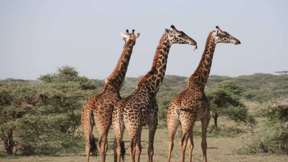 Girafa.   - 