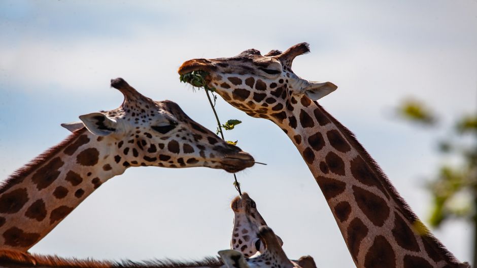 Girafa.   - frica do Sul