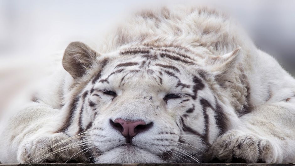 Tigre branco.   - 