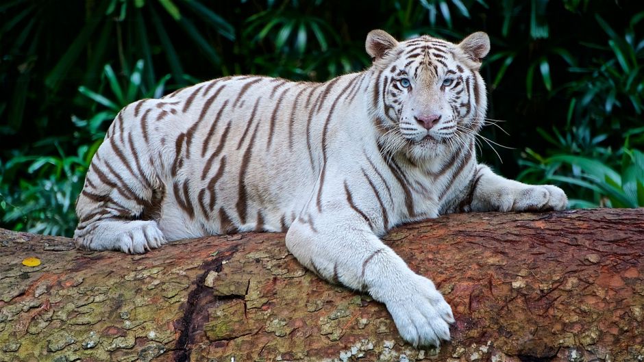 Tigre branco.   - ndia