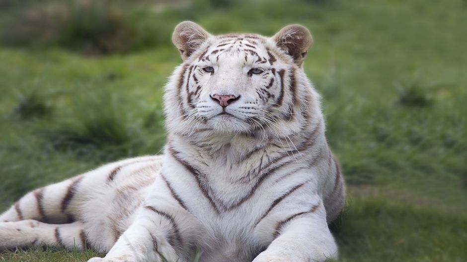 Tigre branco.   - ndia