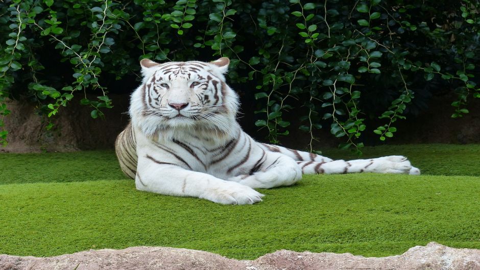 Tigre branco.   - ndia