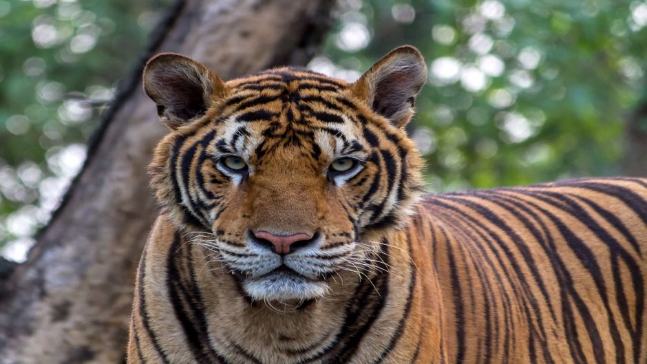 Tigre de bengala.   - ndia