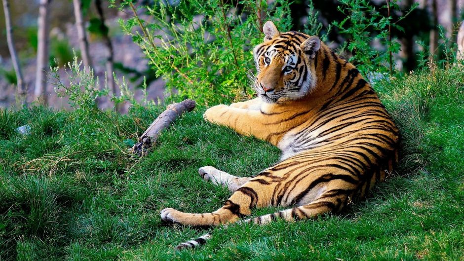 Tigre de bengala.   - ndia