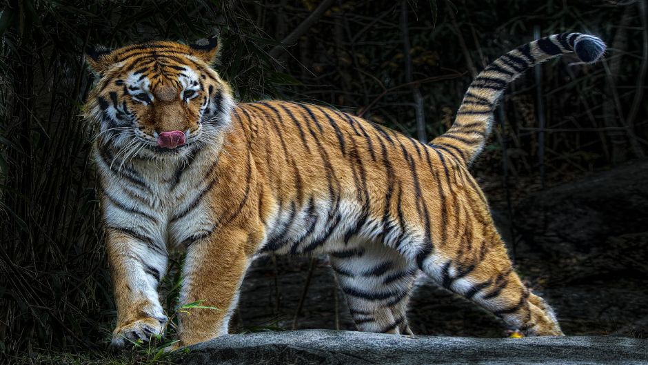 Tigre de bengala.   - ndia