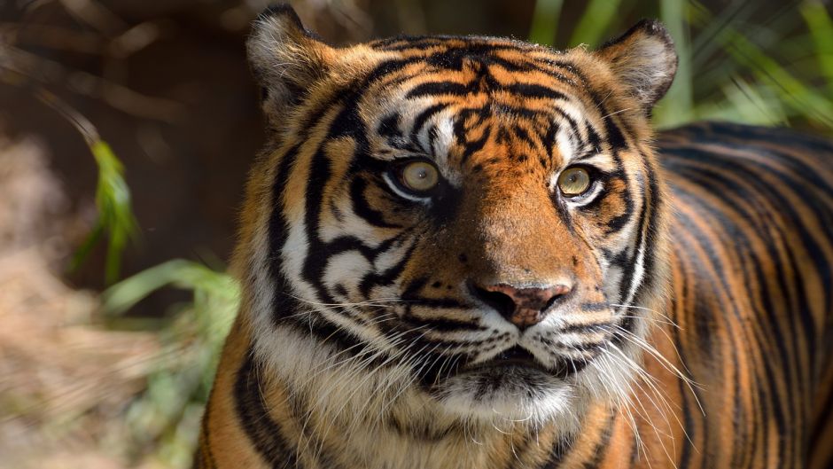 Tigre de bengala.   - 