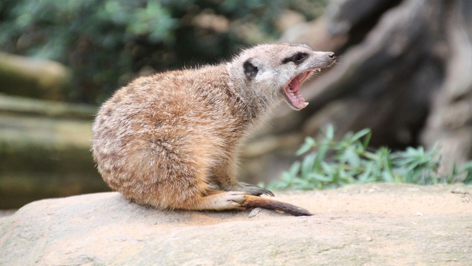 Meerkat.   - frica do Sul