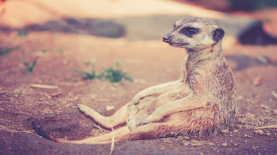 Meerkat.   - frica do Sul