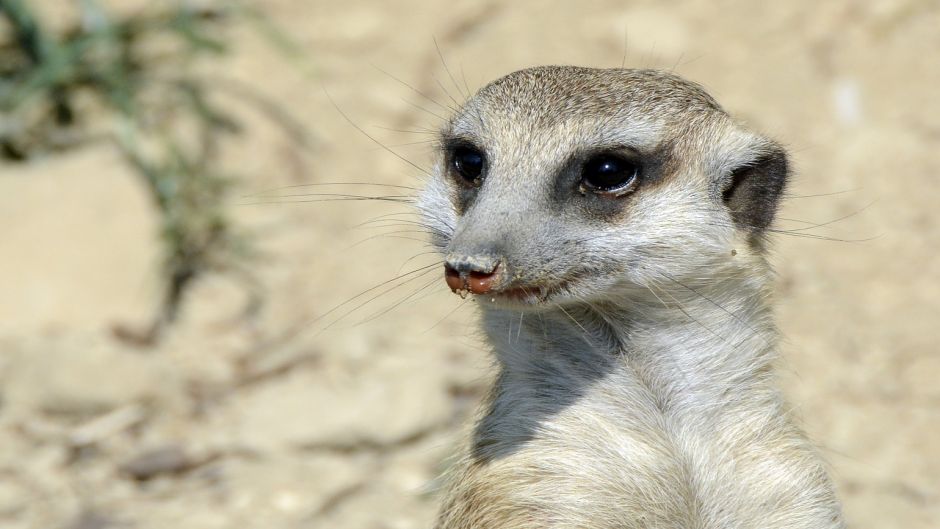 Meerkat.   - frica do Sul