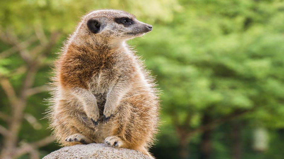 Meerkat.   - frica do Sul