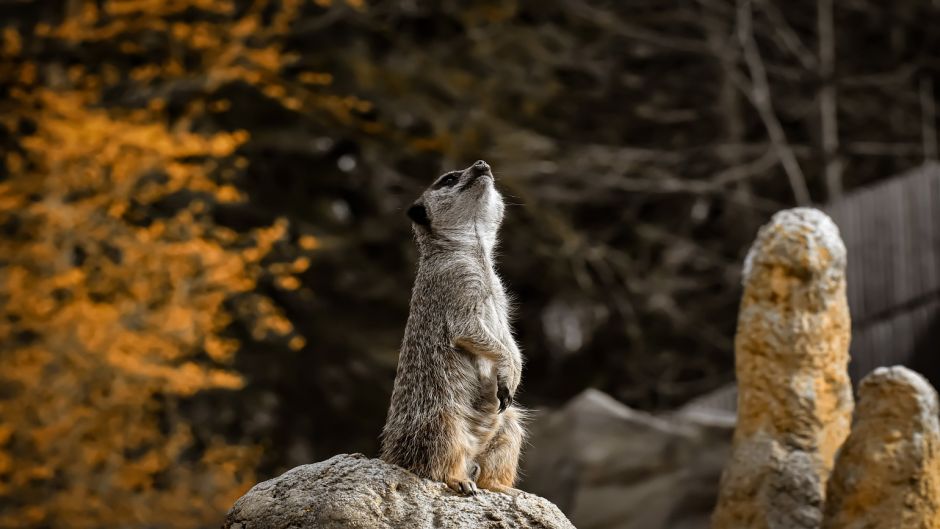 Meerkat.   - frica do Sul