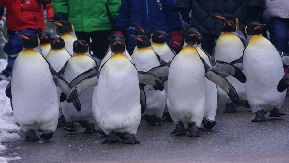 Rei pinguim.   - ARGENTINA