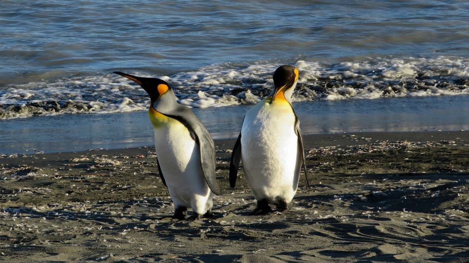 Rei pinguim.   - ARGENTINA