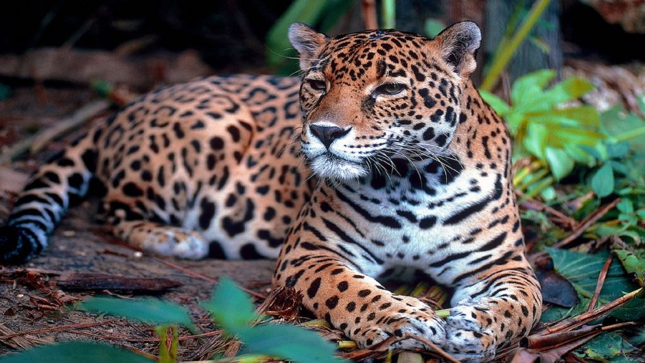 Jaguar.   - Equador