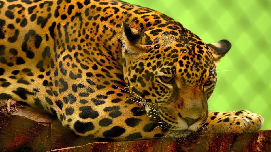 Jaguar.   - Equador