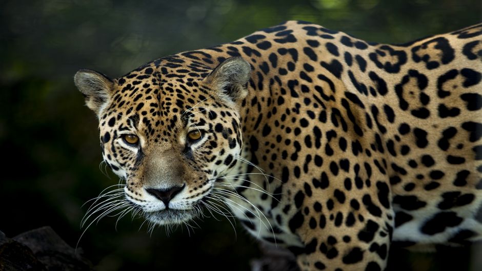 Jaguar.   - PERU