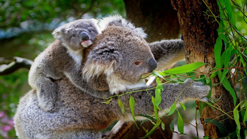 Koala.   - Austrlia