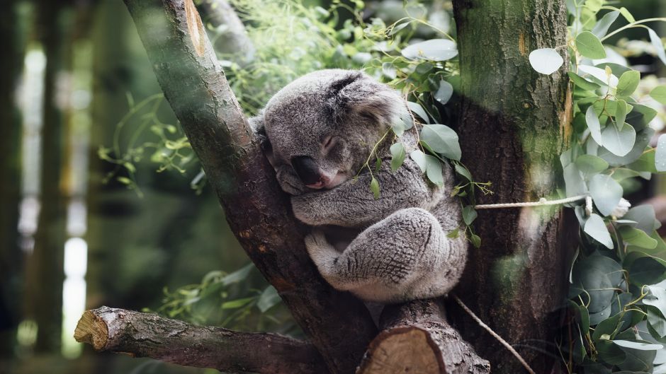 Koala.   - Austrlia