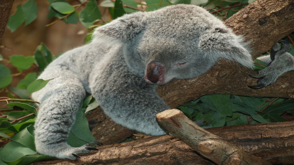 Koala.   - 