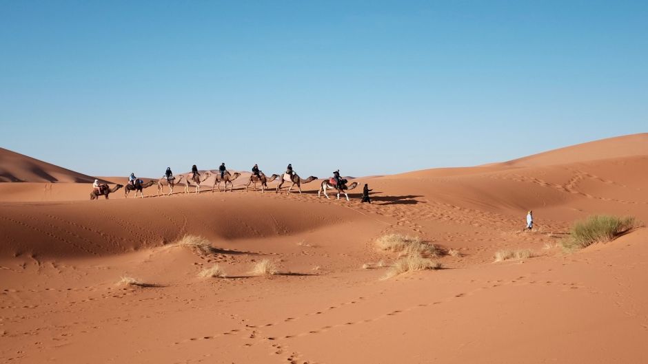 Camelo.   - MARROCOS