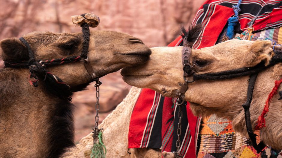 Camelo.   - MARROCOS