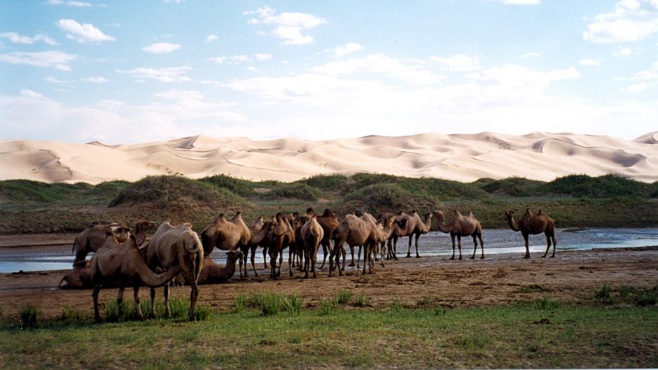 Camelo selvagem.   - 
