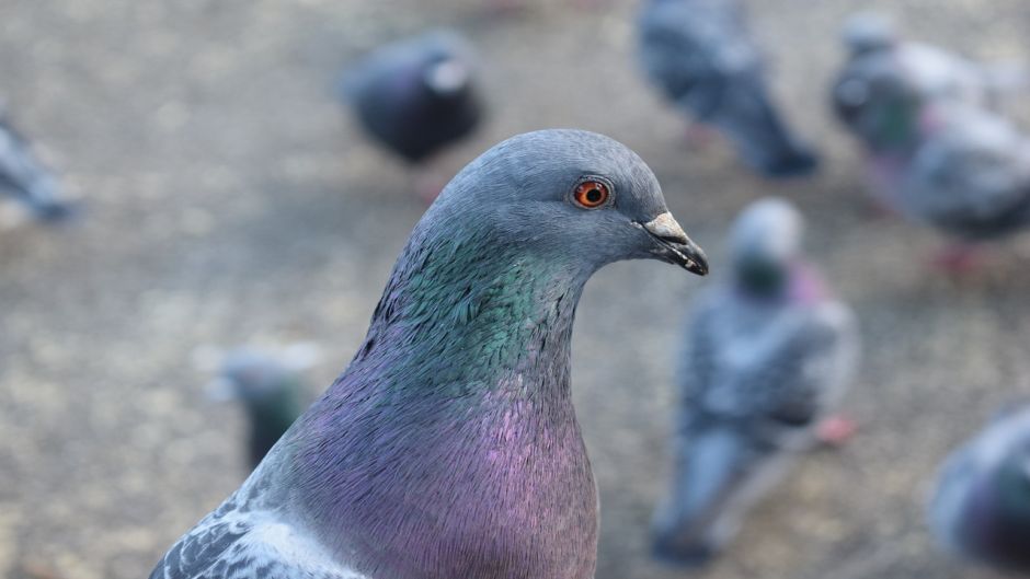 	Pombo-doméstico.   - POLINSIA FRANCESA