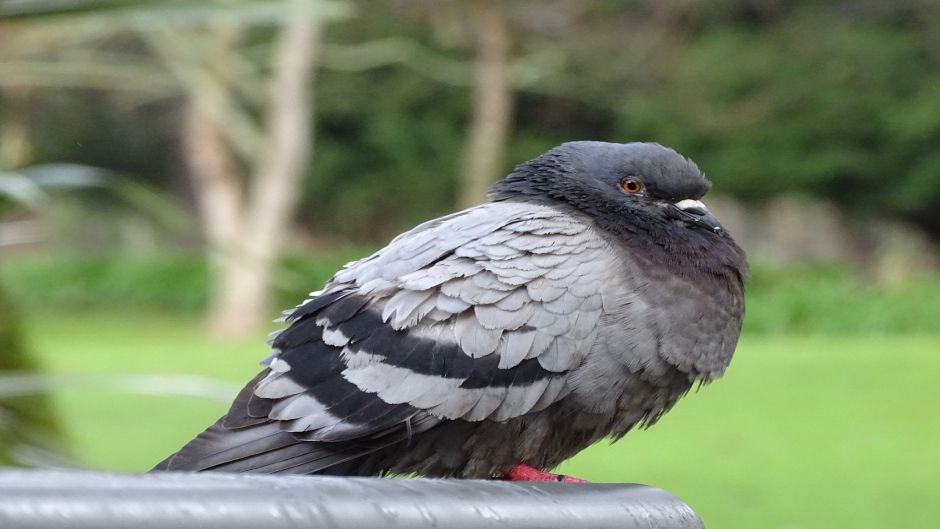 	Pombo-doméstico.   - ISRAEL