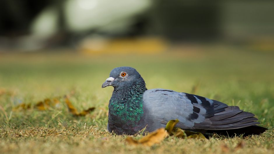 	Pombo-doméstico.   - Sua