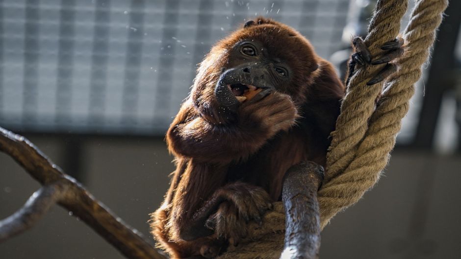 Macaco Uivador.   - BRASIL