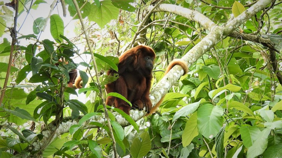 Macaco Uivador.   - PANAM