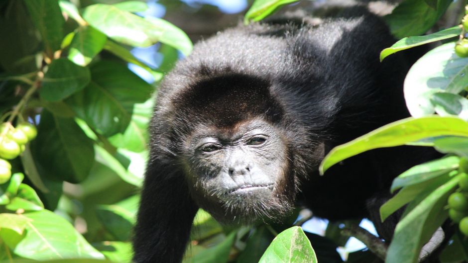 Macaco Uivador.   - Colmbia