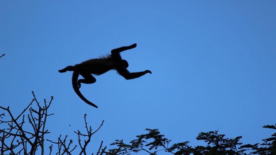 Macaco Uivador.   - Costa Rica