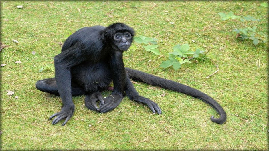 Macaco-aranha Andante Com Pelo Preto E Cinzento Cabeça Pequena Com