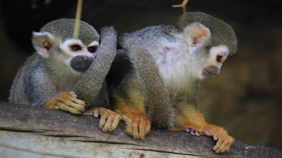 Macaco-aranha.   - PERU