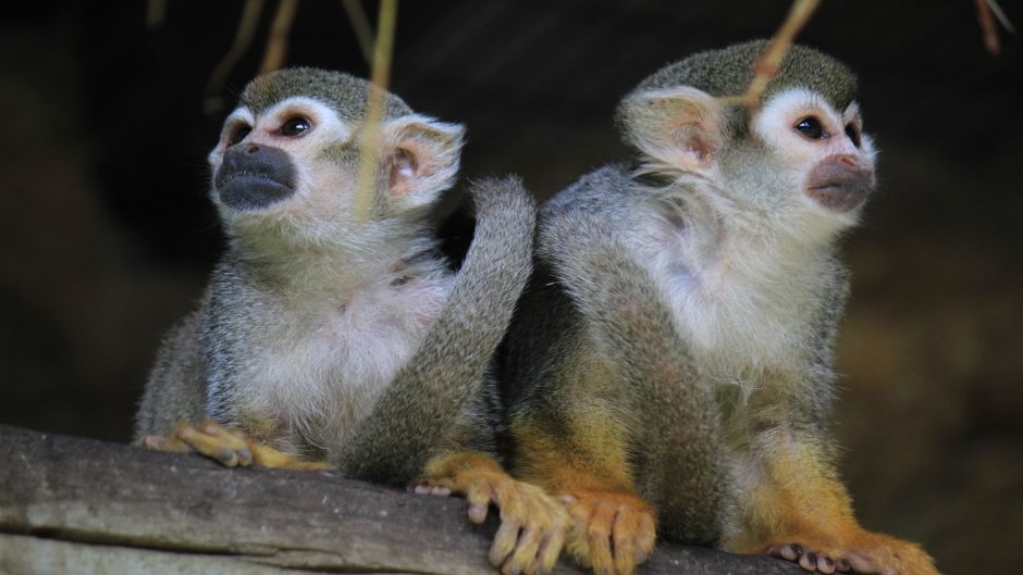 Macaco-aranha.   - PERU