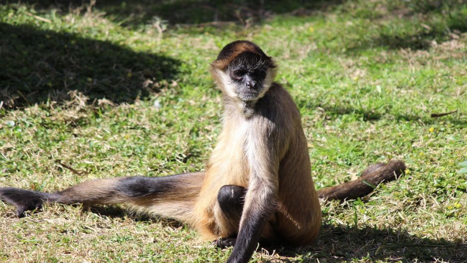 Macaco-aranha.   - PANAM