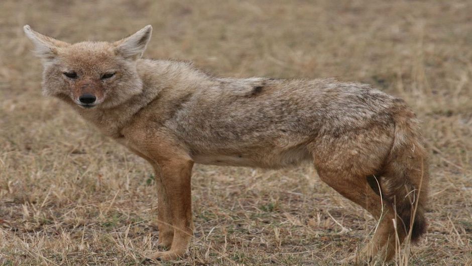 Lobo africano.   - Egito