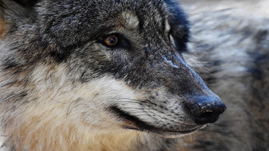 Lobo europeu.   - ndia