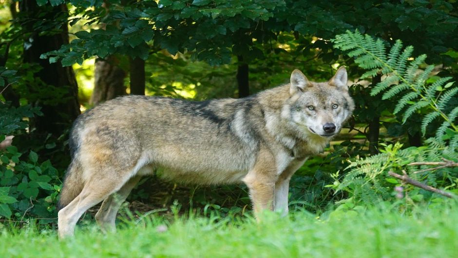 Lobo europeu.   - Espanha