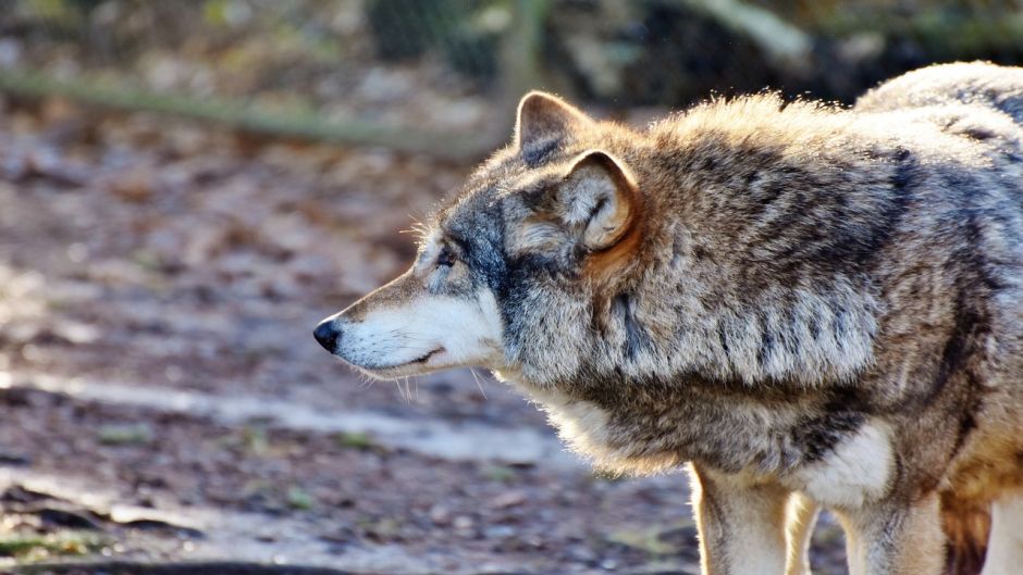 Lobo europeu.   - 